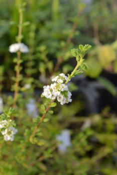 Oregano, Dominikanischer (Pflanze)